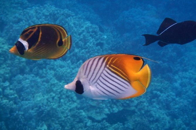 Captain Cook Snorkeling Cruise | Departs From Honokohau Harbor