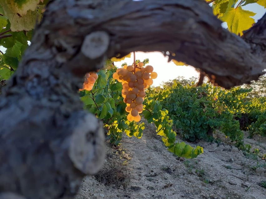 catalonia-unique-bespoke-wine-cellar-visits