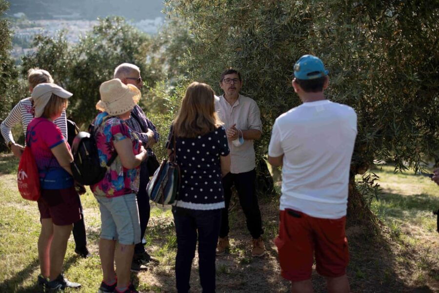 cazorla-olive-grove-and-mill-tour