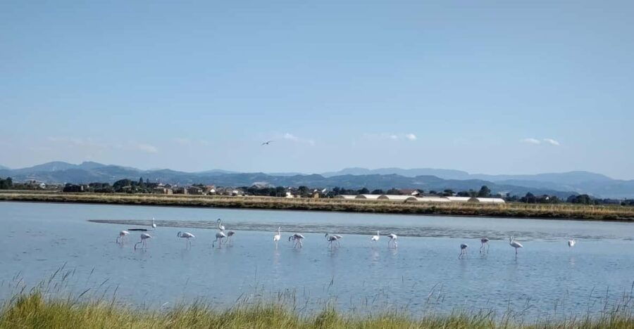 cervia-milano-marittima-on-ape-calessino-vintage