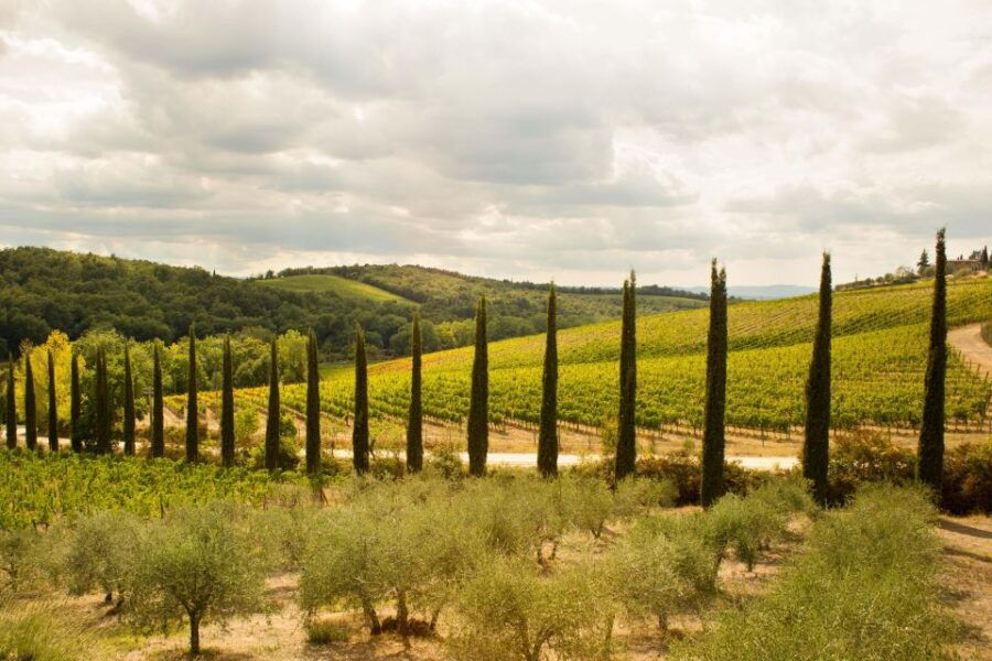 chianti-classico-and-super-tuscan-wine-tour