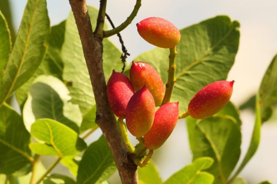 cisternino-make-a-soap-with-extra-virgin-olive-oil