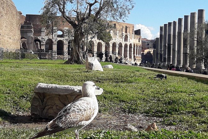 colosseum-roman-forum-palatine-exclusive-private-tour