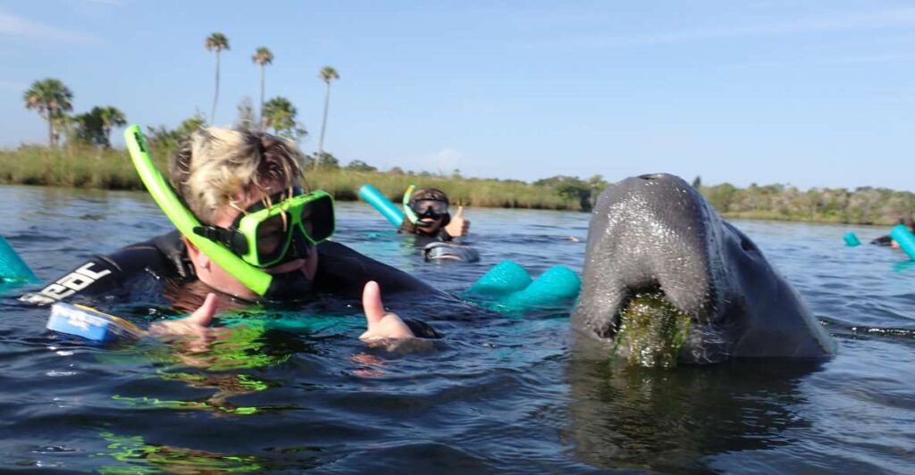 Crystal River: VIP Manatee Swim W/ In-Water Photographer