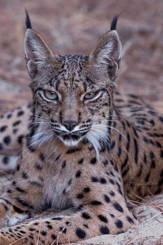 discover-donana-iberian-lynx-premium-nature-tour