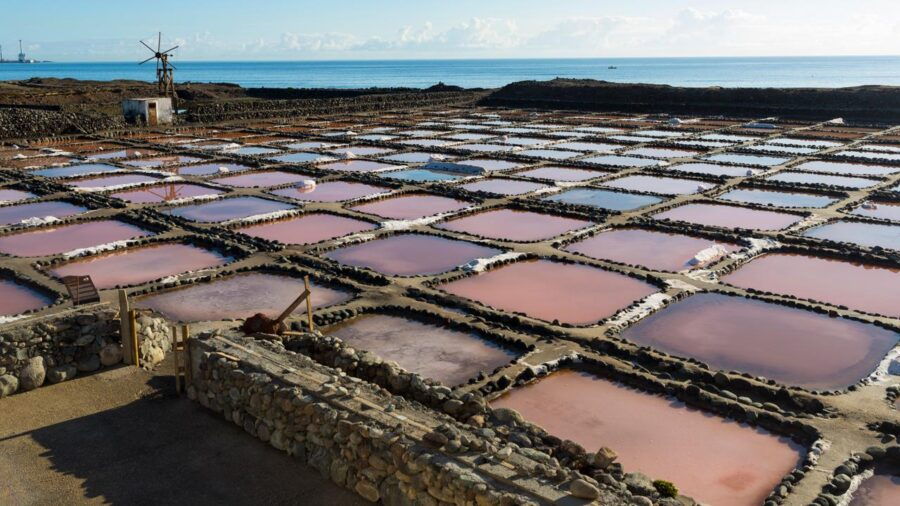 discovery-tour-gran-canaria-salinas-aloe-vera-guayadeque-aguimes