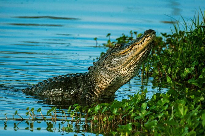 everglades-tour-60-minute-airboat-ride-from-miami-beach