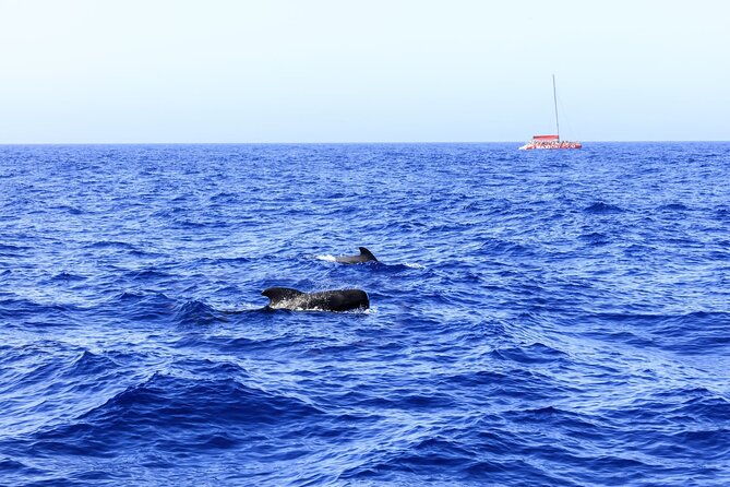 exclusive-freebird-catamaran-whale-dolphin-to-masca-from-south