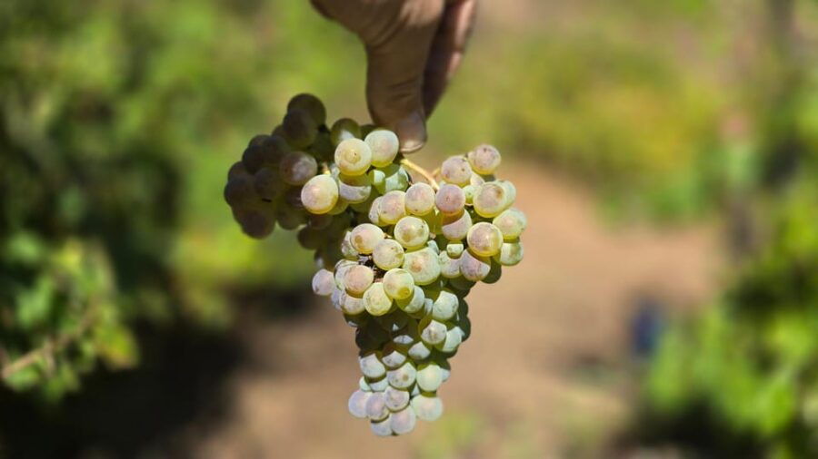 exclusive-vinho-verde-green-wine-experience-lunch