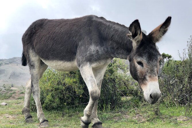 experience-in-the-andes-of-lima-marcahuasi