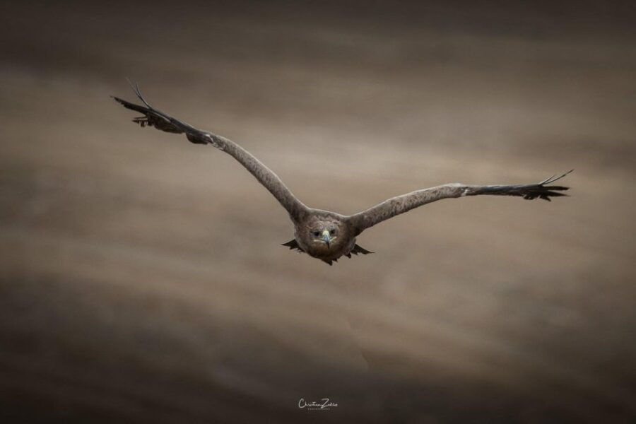 experience-with-birds-of-prey-in-tuscany