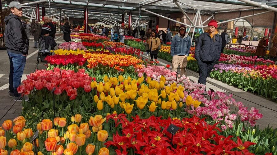from-amsterdam-keukenhof-and-tulip-experience-tour