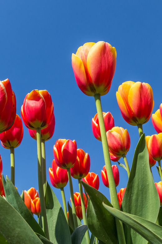 from-amsterdam-take-the-famous-tulip-route-tour