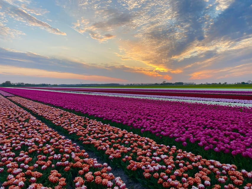from-amsterdam-the-tulip-sunset-tour-with-dinner