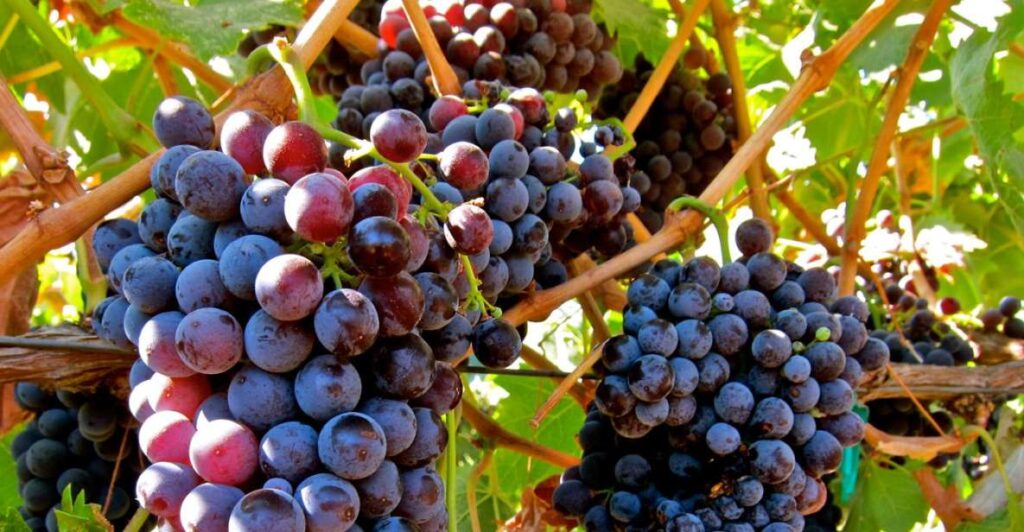 From Atlanta: Half-Day Wine Country Tour