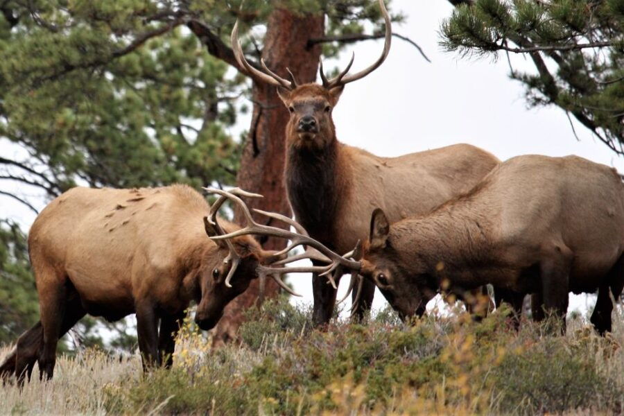 From Denver: Rocky Mountain National Park Day Trip and Lunch