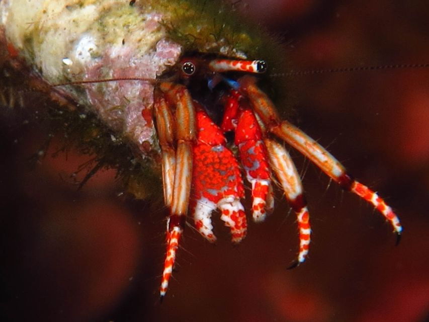 from-lerici-scuba-diving-lessons-and-dive-in-portovenere