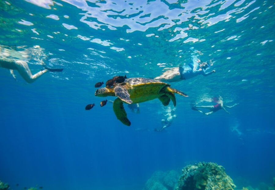 From Maalaea: Turtle Town 3-Hour Snorkel and Sail Adventure
