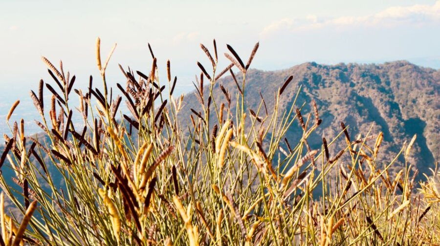 from-naples-pompeii-and-vesuvius-guided-day-trip-with-lunch