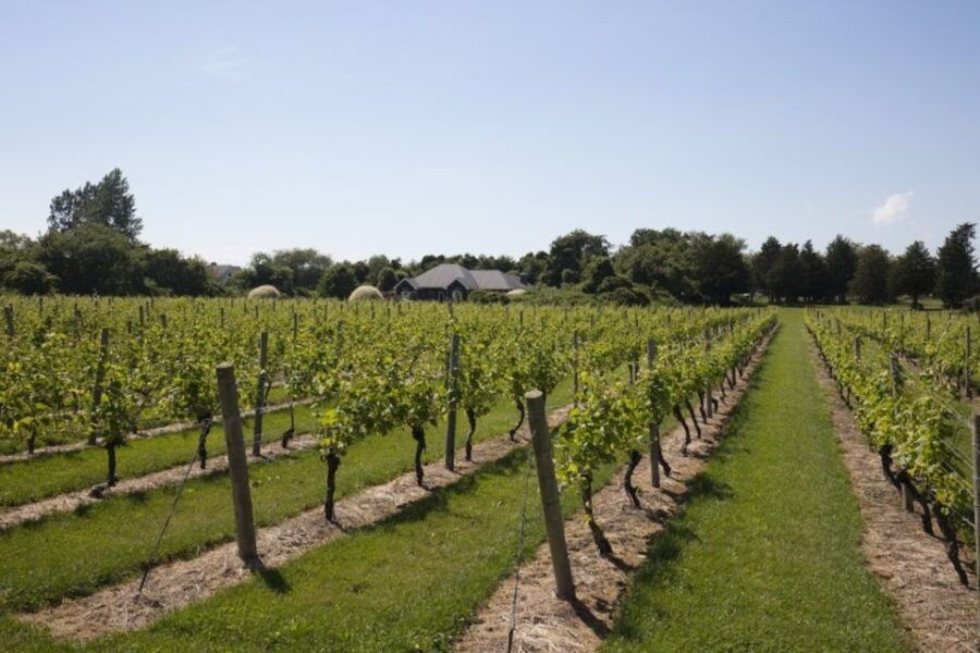 From NYC: Hamptons, Sag Harbor, and Outlet Shopping Day Trip