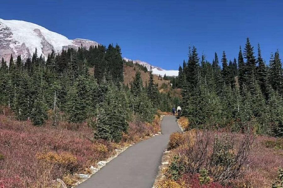 From Seattle: Mount Rainier National Park 1-Day Tour