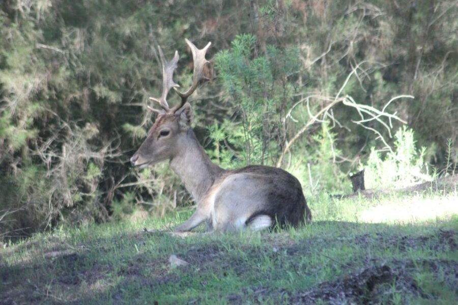 from-seville-donana-national-park-full-day-private-tour