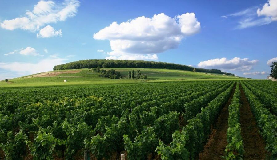 From Washington, DC: Virginia Wine Country Private Day-Trip