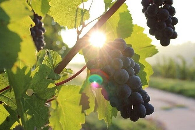 full-day-korcula-and-peljesac-wine-tasting-tour-in-dubrovnik