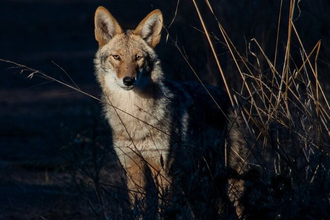 golden-gate-park-twilight-wildlife-walking-tour