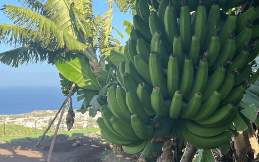 gran-canaria-rum-wines-and-banana-tour