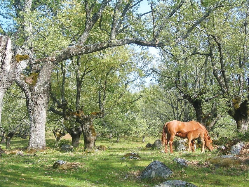 gredos-guided-hike-in-the-vetton-forest