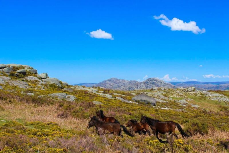 guided-walk-picnic-peneda-geres-national-park