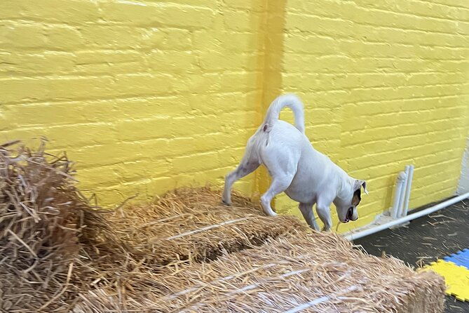 hide-seek-skills-for-dogs-at-the-hay-filled-new-york-city-barn