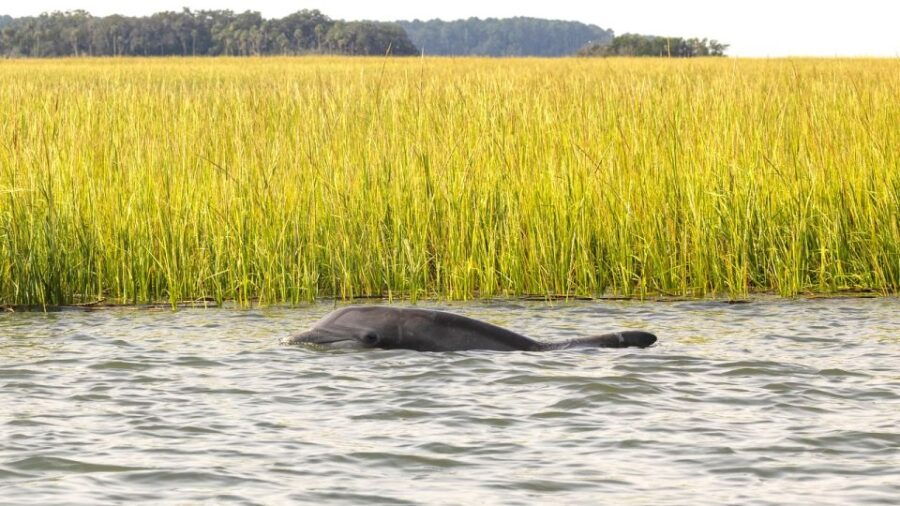 Hilton Head: 2 Hour Private Dolphin Tour