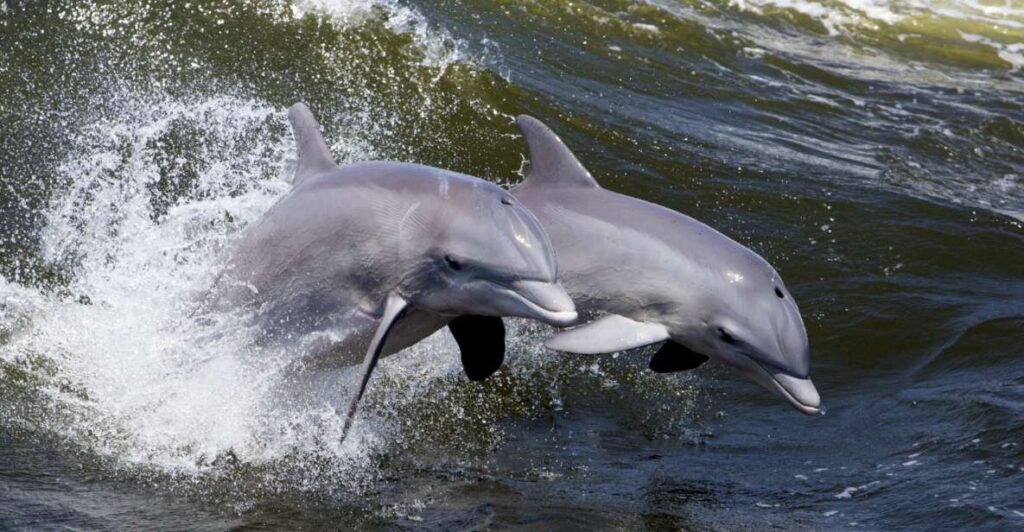 Hilton Head Island: Dolphin Nature Cruise
