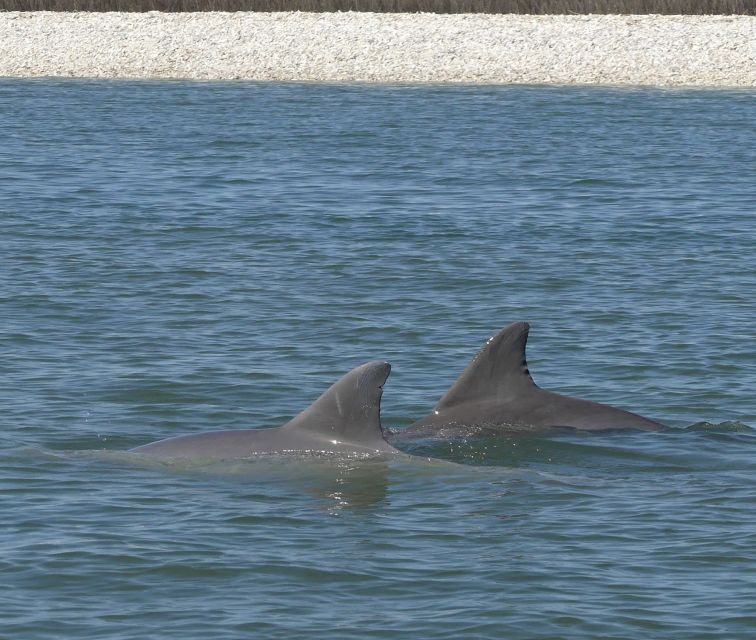 Hilton Head Island: Private Dolphin and Nature Tour