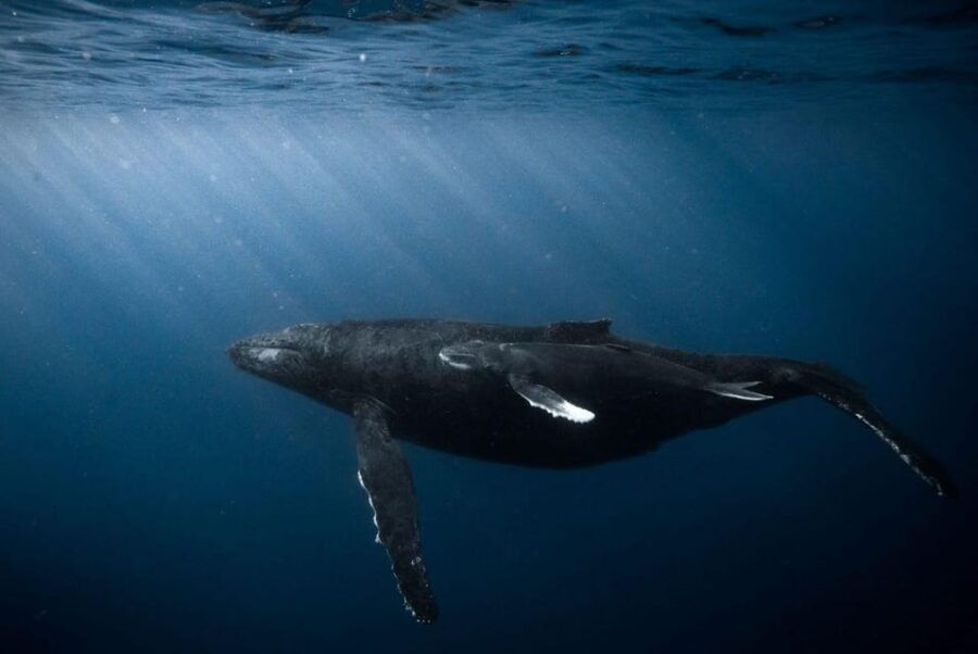 Honolulu: Discover Scuba Diving Experience