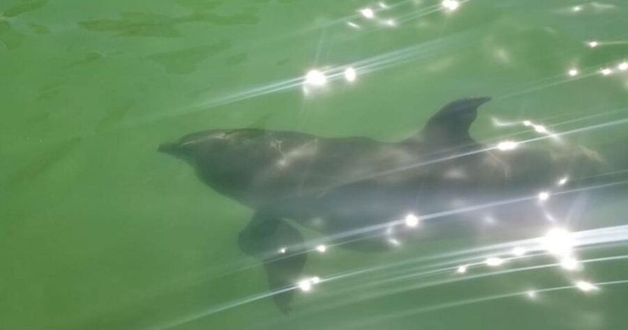 Island Paradise: Dolphin, Shelling, Birding Eco Boat Tour