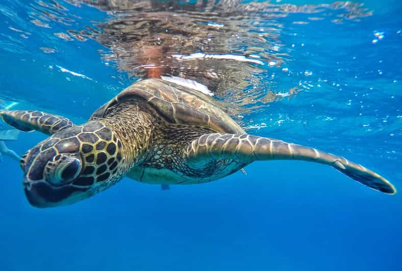 kaanapali-beach-express-snorkel-trip