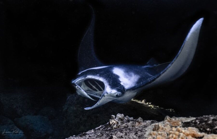 kailua-kona-manta-ray-night-snorkel-tour-with-guide