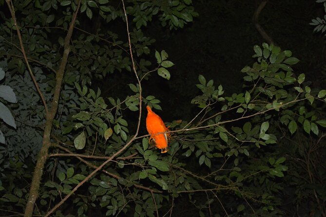 kanuku-mountain-trekking-activity