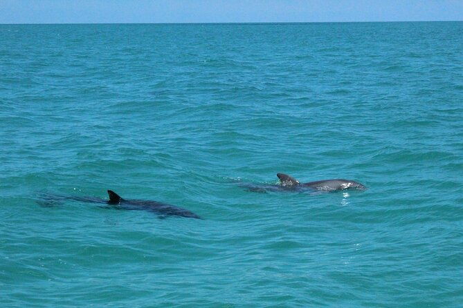Key West Tours From Miami: Dolphin Discovery, Snorkeling & More !