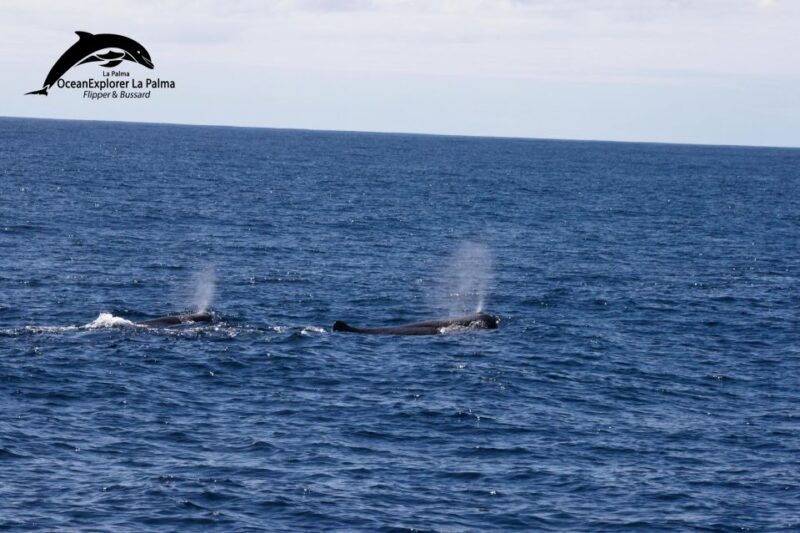 la-palma-3-hour-dolphin-and-whale-watching-experience