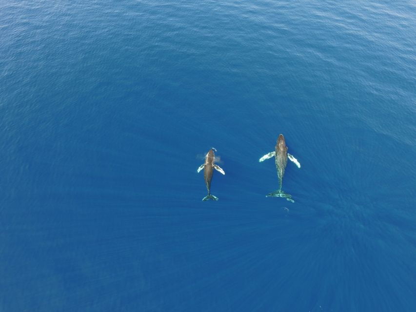 Lahaina: Private Sunset Sailing Trip & West Maui Mountains