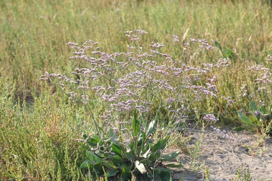 lansargues-horse-drawn-carriage-ride-with-guide