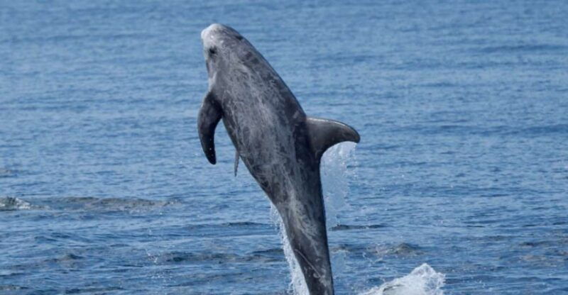 lanzarote-sea-safari-experience
