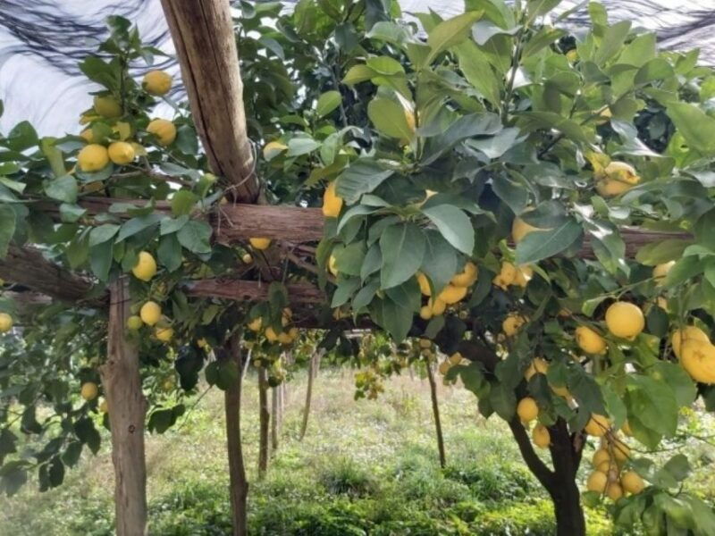 lemon-experience-with-limoncello-demonstration