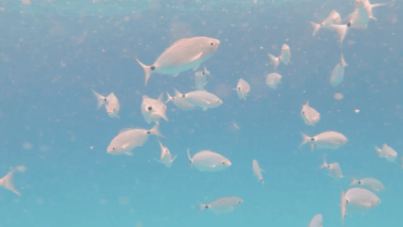 lobos-island-guided-turtle-searching-tour-and-snorkeling