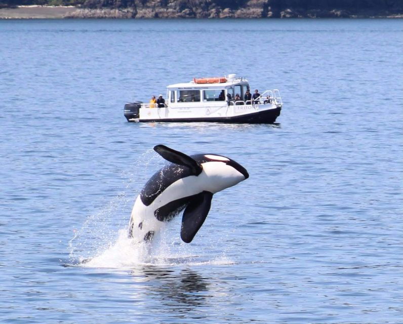 lopez-island-whale-orca-boat-tour