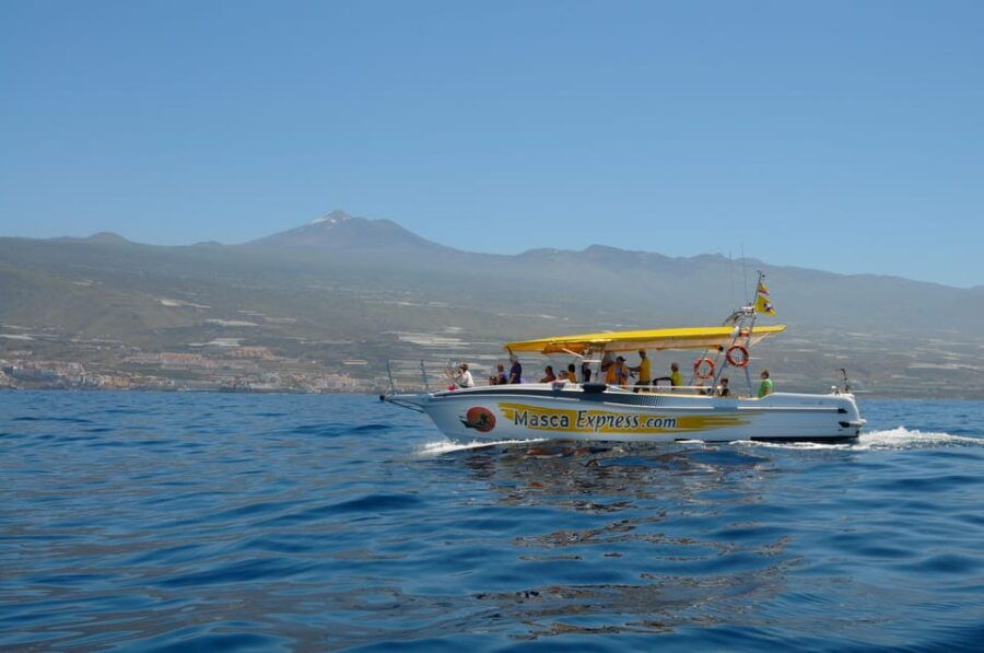 los-gigantes-dolphin-whale-watching-cruise-with-swim-stop